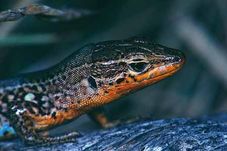 L1065_eidechse_portrait