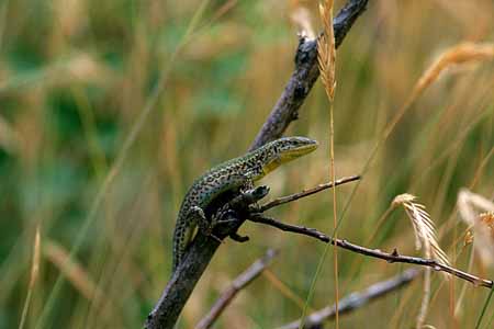 L1066_eidechse_auf_ast