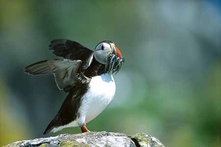 L1067_papageitaucher_mit_sandalen