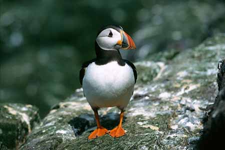 L1070_papageitaucher