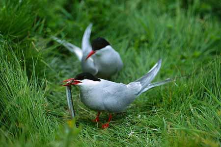 L1072_seeschwalbe_mit_fisch