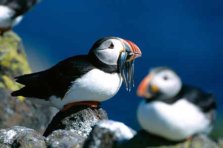 L1073_papageitaucher_mit_fisch