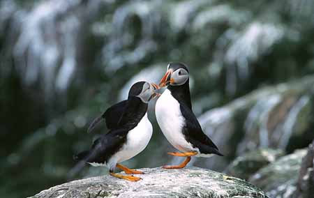 L1076_tanzende_papageitaucher