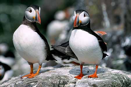 L1078_papageitaucher