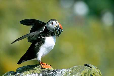 L1079_papageitaucher