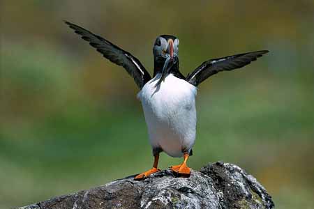 L1082_papageitaucher