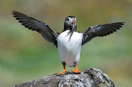 L1083_papageitaucher_neu