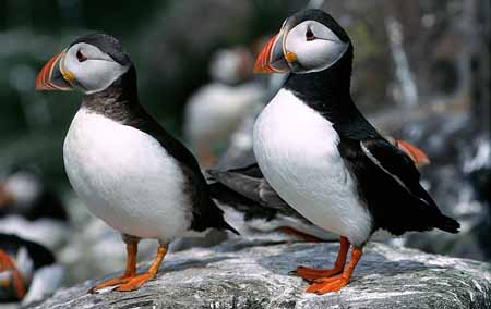 L1084_papageitaucher