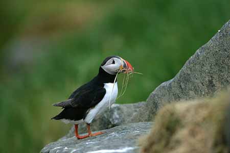 L1087_papageitaucher_mit_nistmaterial