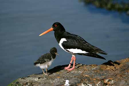 L1090_austernfischer_mutter_und_kind