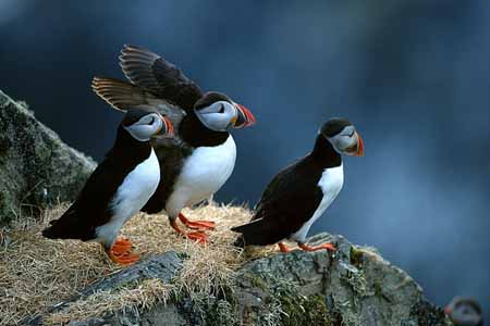 L1097_papageitaucher