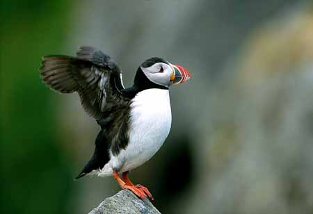 L1108_papageitaucher_runde