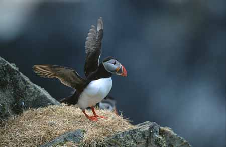 L1109_papageitaucher_runde