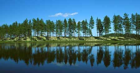 L1112_baumparade_panorama