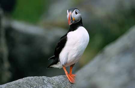 L1114_papageitaucher_runde_4