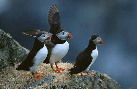 L1122_papageitaucher_runde_5