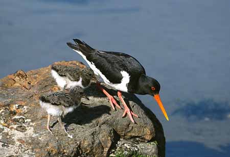 L1123_austernfischer_mit_kueken