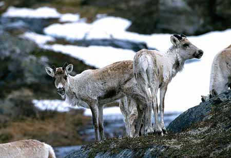 L1124_rentiere_2_norwegen