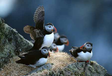 L1129_papageitaucher_runde_6