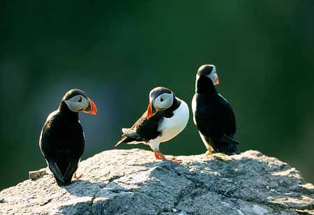 L1130_papageitaucher_runde_7