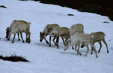 L1134_rentiere_3_norwegen