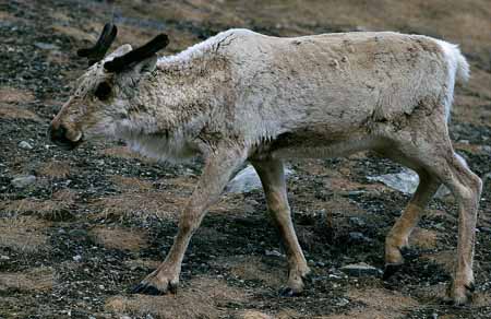 L1135_rentier_norwegen