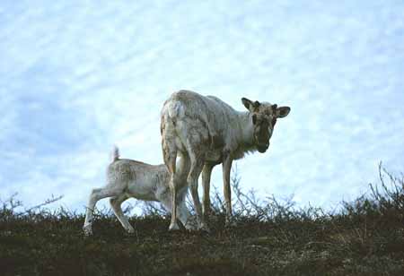 L1139_rentier_saeugt_kitz_norwegen