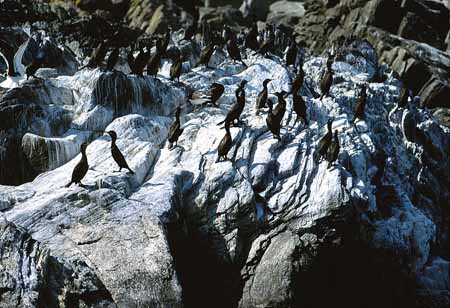 L1150_kraehenscharben_vogelfels