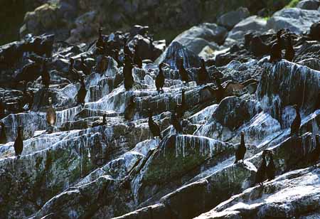 L1152_kraehenscharben_vogelfels_2