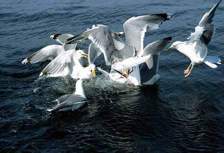 L1155_streitende_moewen