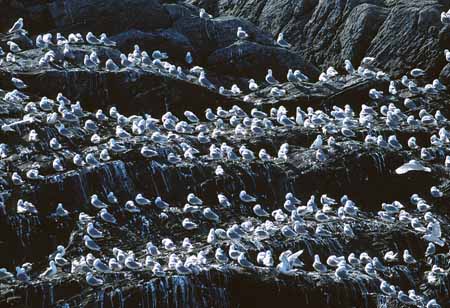 L1157_dreizehenmoewen_runde