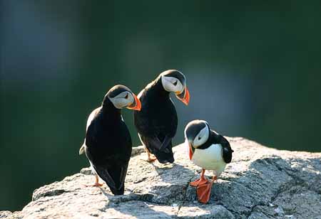 L1160_papageitaucher