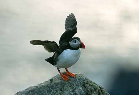 L1161_papageitaucher_runde