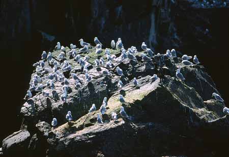 L1164_vogelfelsen_dreizehenmoewen