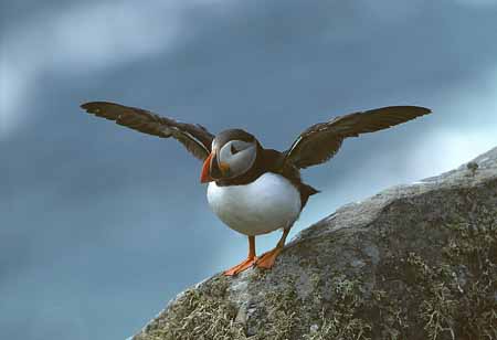 L1170_papageitaucher_runde