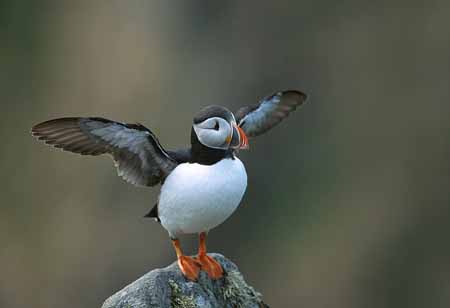 L1172_papageitaucher_runde