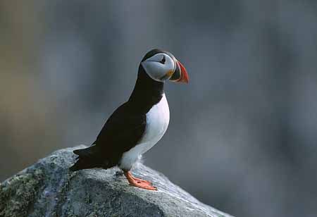 L1174_papageitaucher_runde