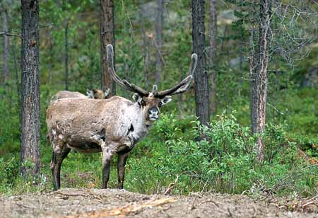 L1178_rentier_schweden