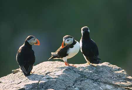 L1183_papageitaucher_runde