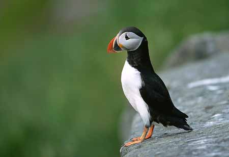 L1184_papageitaucher_runde