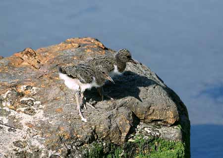 L1185_austernfischer_kueken