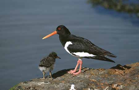 L1186_austernfischer_mit_kueken