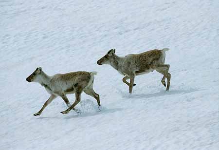 L1189_rennende_rentiere_norwegen