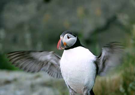 L1190_papageitaucher_schlaegt_mit_fluegeln_runde