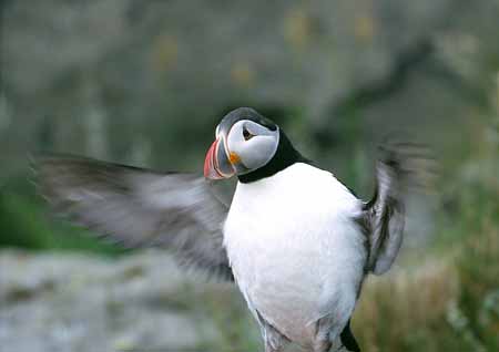 L1192_papageitaucher_schlaegt_mit_fluegeln_runde