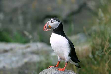 L1193_papageitaucher_runde