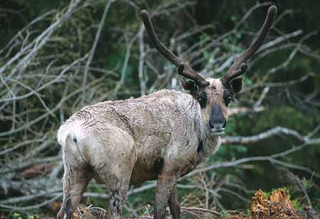 L1197_rentier_schweden