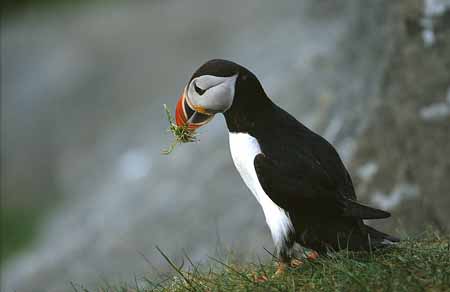 L1201_papageitaucher_mit_nistmaterial