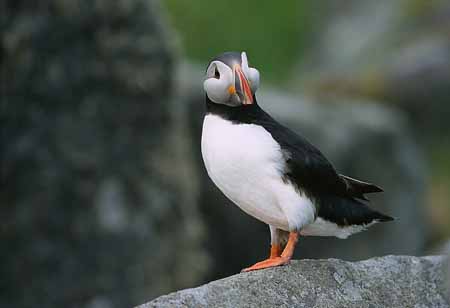 L1202_papageitaucher_runde