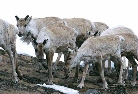 L1209_rentiere_norwegen